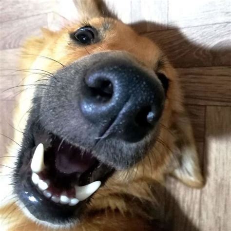 These Dog Photos Are Guaranteed To Make Anyone Laugh