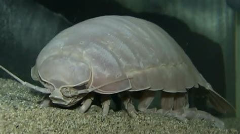 Giant Isopod Eats For First Time In 5 Years Nbc News