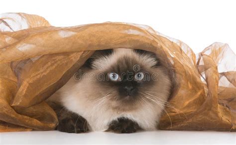 Cat Under Blanket Stock Image Image Of Animal Laying 85718471