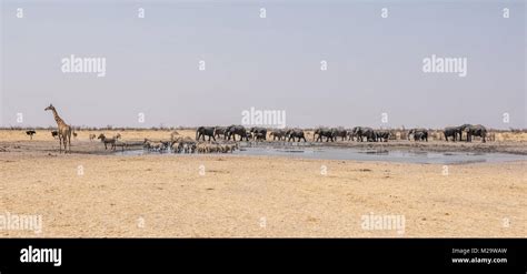 A Busy Watering Hole In The Namibian Desert Savanna Stock Photo Alamy