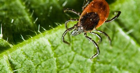 Ticks That Can Make You Allergic To Red Meat Are Spreading