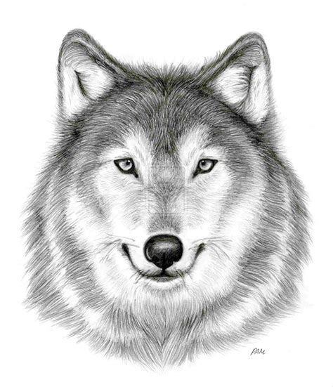 Wolf Face Drawing At Explore Collection Of Wolf