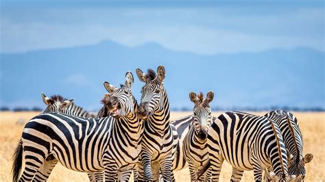 Zebras Im Tarangire Nationalpark Tansania Bing Gallery