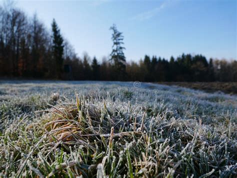 First Morning Frost On The Grass Of A Meadow Stock Image Image Of