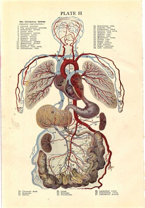 Vintage Human Anatomy Circulatory System 1920s Original Etsy