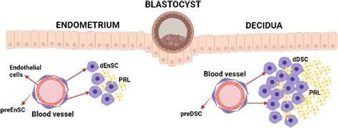 Stromal Cells Of The Endometrium And Decidua In Search Of A Name And