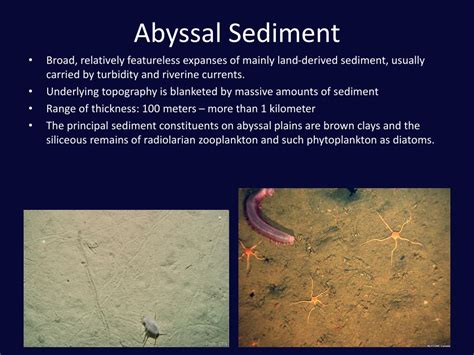 Ppt Abyssal Plains Powerpoint Presentation Free Download Id105651