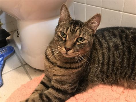 Found Adult Male Tabby Cat In Harlem No Chip Neutered Extremely
