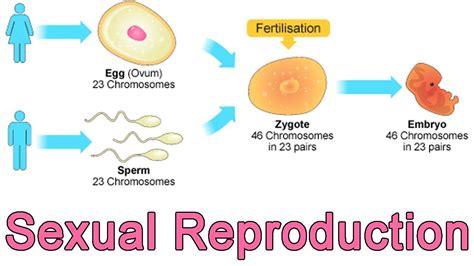 Sexual Reproduction Diagram Sexual Reproduction