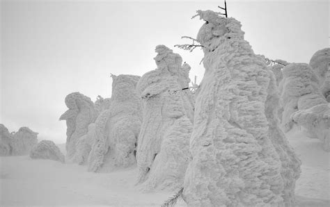Zao Snow Monsters Yamagata Travel Japan Japan National Tourism