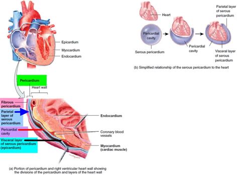 Medications to reduce the inflammation and swelling are often prescribed. Pericarditis - Causes, Symptoms, Prognosis, Diagnosis ...