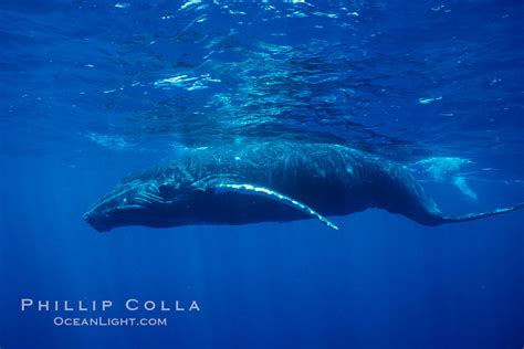 North Pacific Humpback Whale Calf Maui Hawaii 05959