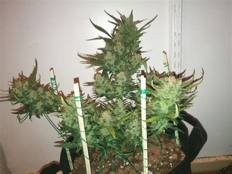 Fast Buds Stardawg Auto 2 Grow Diary Journal Week8 By Removed
