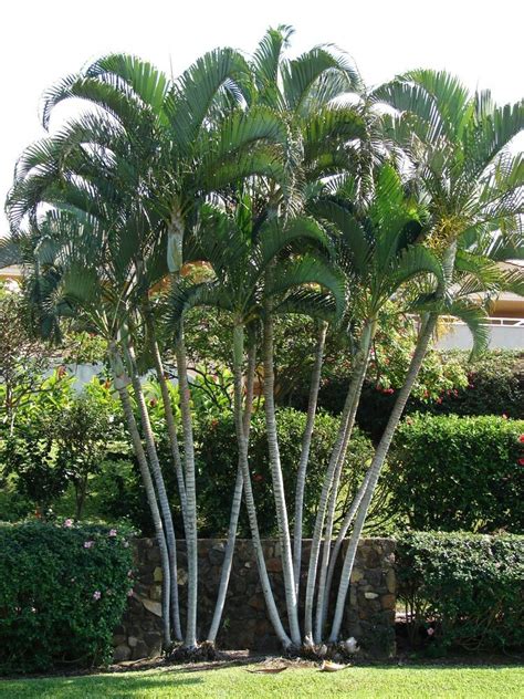 With areca palms, the perks are endless. 3 of 15" LIVE Areca Palm Trees ~~~ Fast Grow Indoor ...