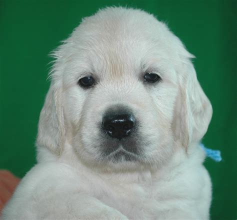 They are vaccinated, microchipped, flead and wormed up to date looking for a forever home with lots of walks and unlimited cuddles all serious enquiries please phone/email small deposit required to secure your puppy. GoldWynns English Cream Golden Retriever - Puppies For Sale