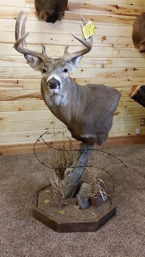 Nice Pedestal Mount Deer Hunting Decor Taxidermy Decor Hunting Decor