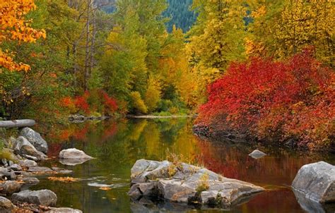 Wallpaper Autumn Forest Trees River Stones Images For Desktop