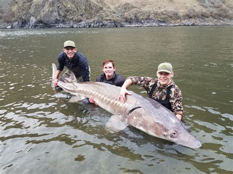 Hells Canyon Sturgeon Are So Big That Anglers Dont Need To Lie About