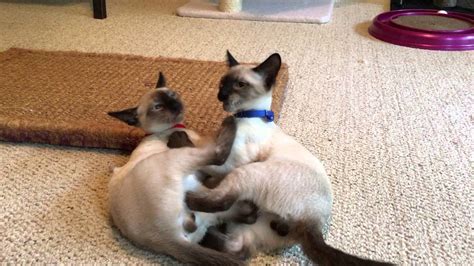 Therefore, if you see puffed up hair on. Siamese cat brothers play fighting... - YouTube