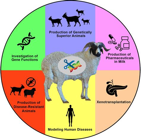 27 goat anatomy diagram background