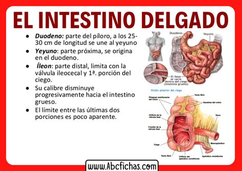 Anatomia Del Intestino Delgado Abc Fichas