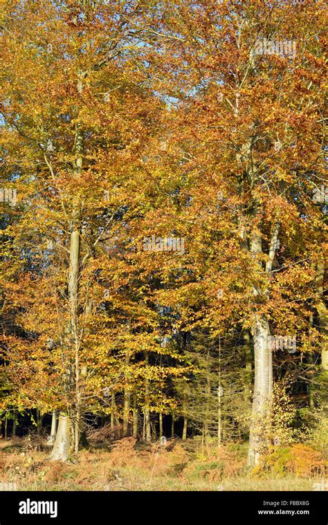 European Or Common Beech Fagus Sylvatica Autumn Trees Stock Photo Alamy