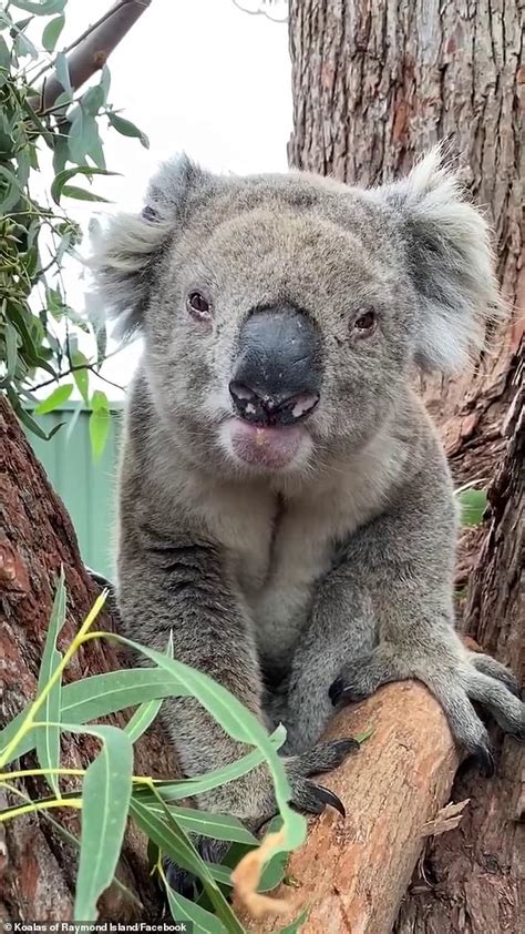 Ever Wonder What A Koala Sounds Like Gentle Giant Named George Roars