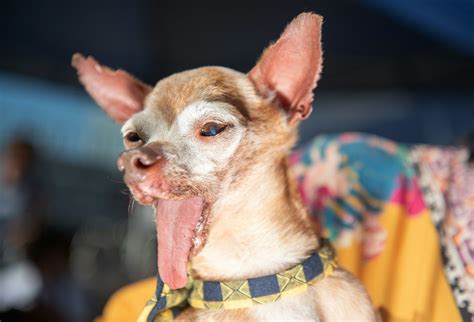 Worlds Ugliest Dog Competition Winner For 2019 Is Scamp The Tramp