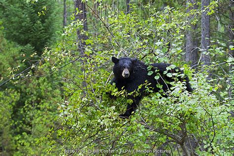 Minden Pictures American Black Bear Ursus Americanus Adult
