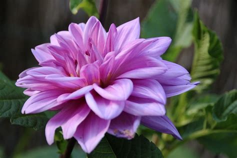 Chrysanthemum Purple Flower Nature Free Photo On Pixabay Pixabay