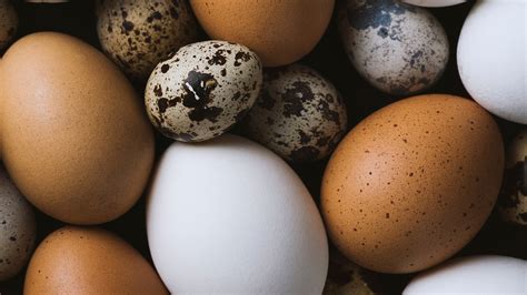 14 Different Types Of Eggs And How To Cook With Them