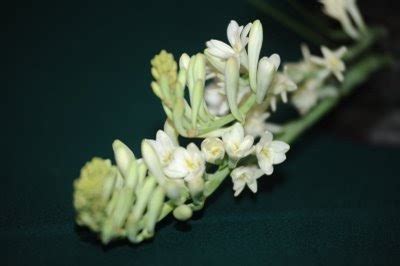 Starring maya karin, the film is about a restless spirit (pontianak) meriam who seeks revenge upon those who killed her. Xyrus Zone: Harum Sundal Malam