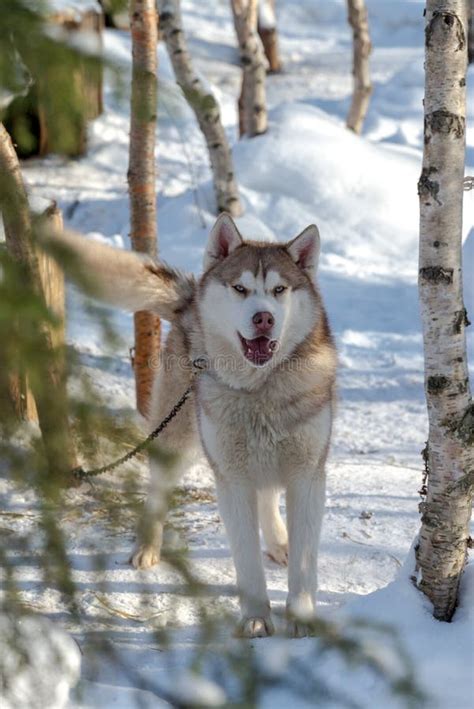 Siberian Husky Dog Resting In The Shelter With Snow Around Mar 2018