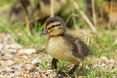 Fluffy Duckling Photograph By Scott Lyons Pixels