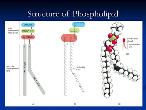 Phospholipid Diagram Labeled