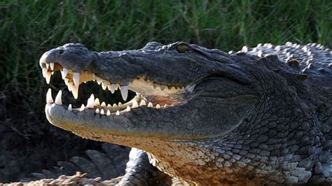 Runaway Crocodile May Be Behind Deadly Congo Plane Crash