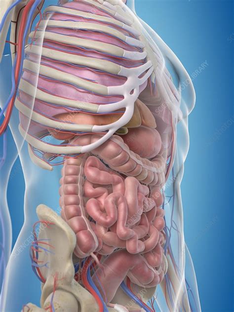 In the following article, we take a look at the important internal organs of the human body and their functions in the bigger biological system. Human internal organs, artwork - Stock Image - F009/4360 ...