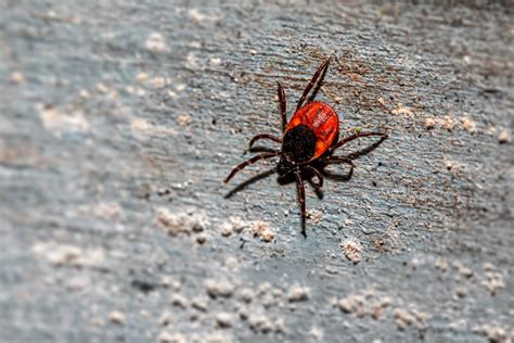 Why Is Lyme Disease Expected To Increase This Summer