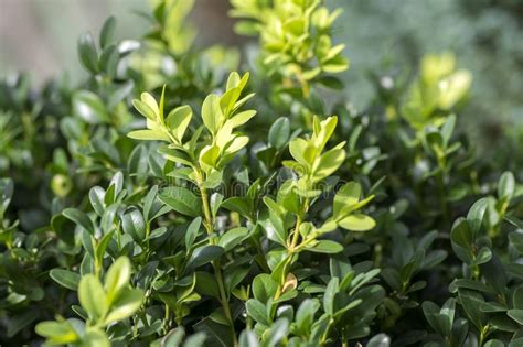 Detail Of Green Buxus Sempervirens Shrub Branches With Leaves Stock