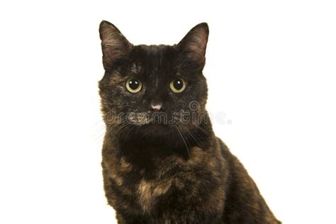 Portrait Of A Tortoiseshell Cat Looking At The Camera On A White