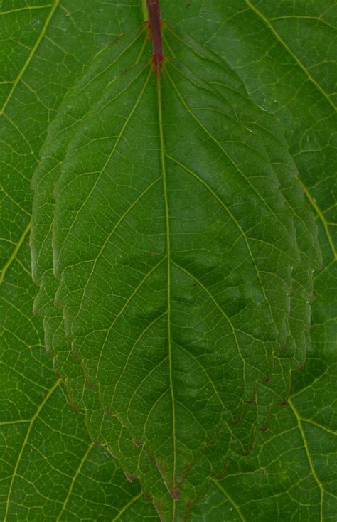 The best selection of royalty free leafs texture vector art, graphics and stock illustrations. JV // textures / resources: OWN / Nature / Leaves ...