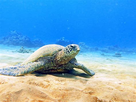 Characters / teenage mutant ninja turtles. Hawaiian Green Sea Turtles - Maui Magic Snorkel