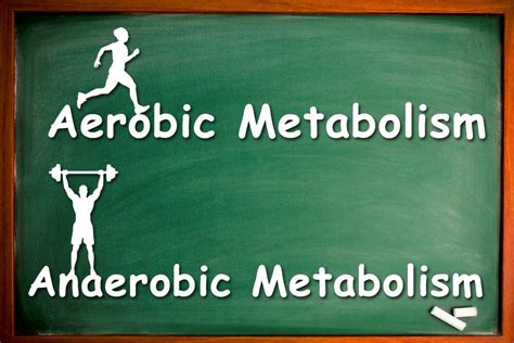 Aerobic Metabolism Vs Anaerobic Metabolism Science Abc