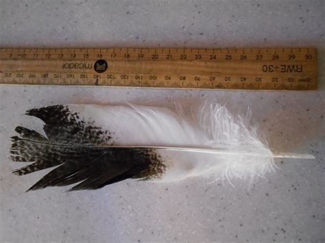 Feather Identification Birds In Backyards