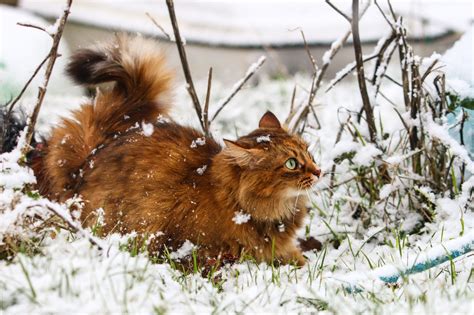 Winter Snow Nature Cat Animals Wallpapers Hd Desktop