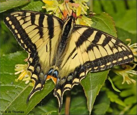 Canadian Tiger Swallowtail Papilio Canadensis New Brunswick Canada