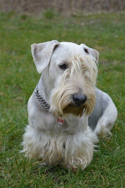 Cesky Terrier Dog Breed Info Guide And Care
