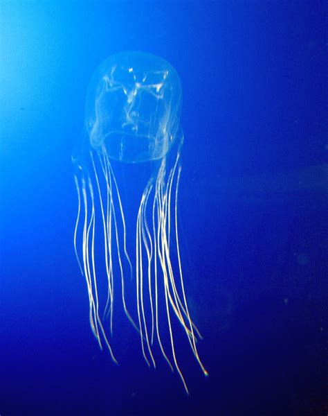 Box Jellyfish Wiktionary
