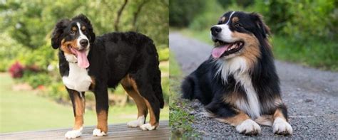 Bernese Mountain Dog Australian Shepherd Mix Lets Get To Know It