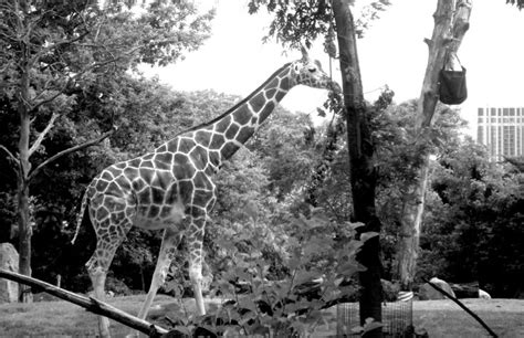 Giraffe Lincoln Park Zoo Chicago 2013 By Me Lincoln Park Zoo